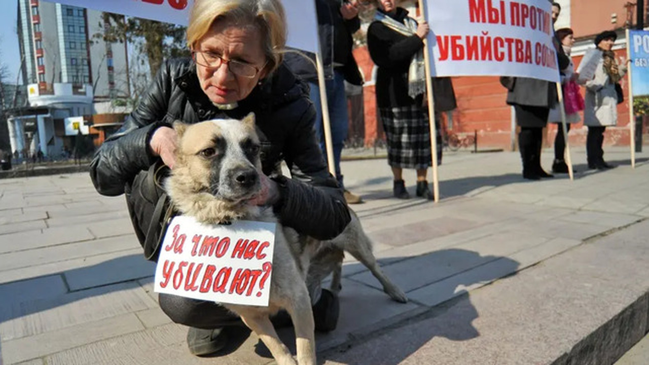 В России мигранты устроили средневековые развлечения, сыграв в свой национальный «футбол» мертвым козлом Проведение кокпара в Ростовской области вызвало...