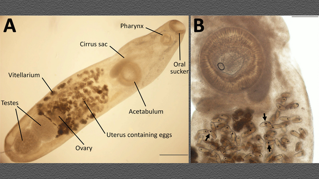 Учёные из пяти стран сообщили о редком случае з...