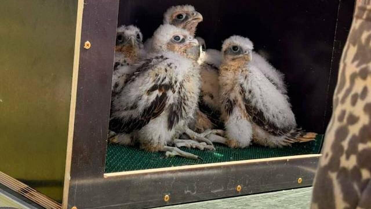 Птенцы сокола-балобана восстановят популяцию в Камском Устье В республике начали третий этап проекта по восс...