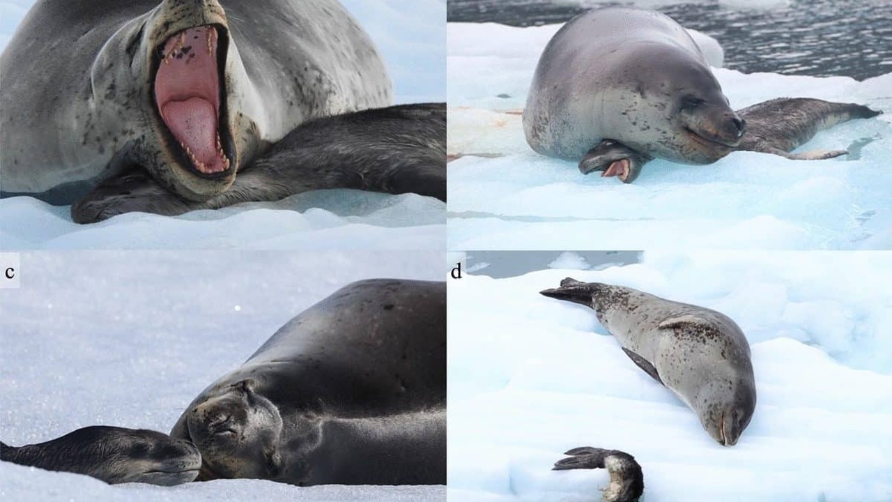 Самка морского леопарда 20 дней оставалось рядом с погибшим детёнышом Биологи сообщили о первом подробном описании по...