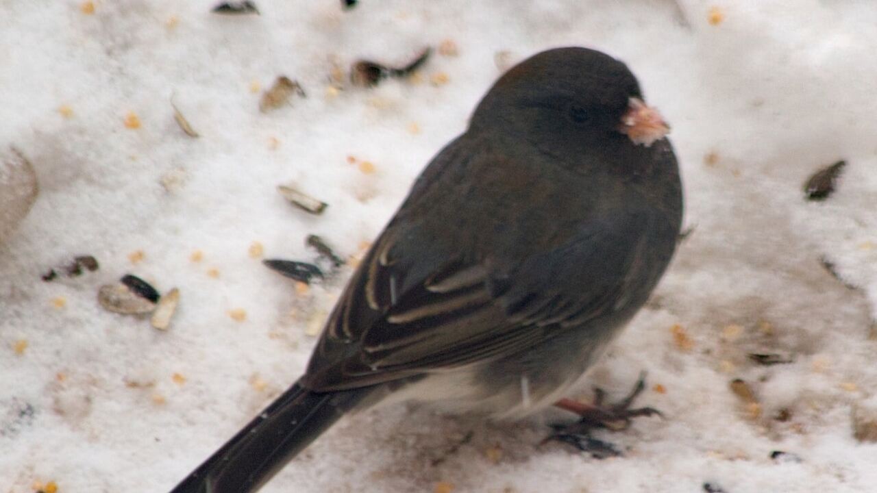 Эволюционные биологи из Калифорнийского универс...