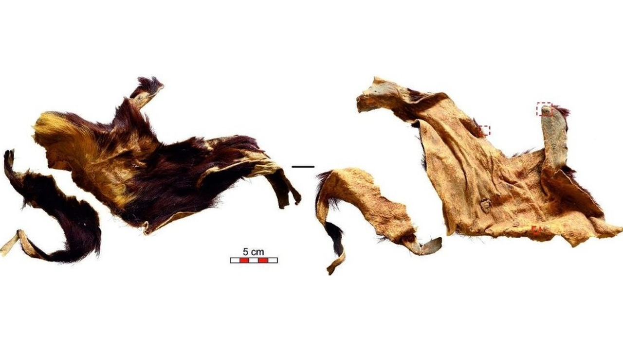 Из выделанной кожи эпохи неолита выделили древнюю ДНК домашней козы Исследователи секвенировали ДНК из обработанной...