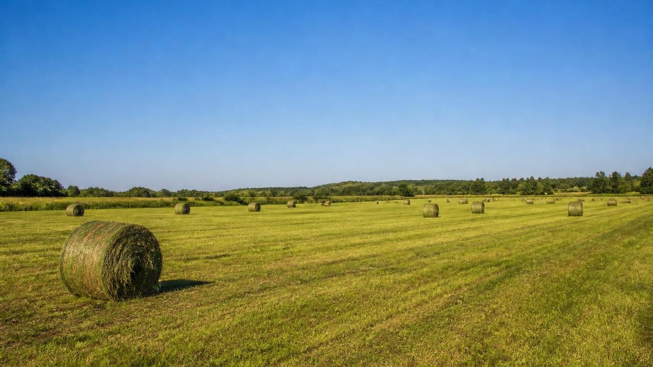 В Татарстане скошено 214 тыс. га многолетних тр...