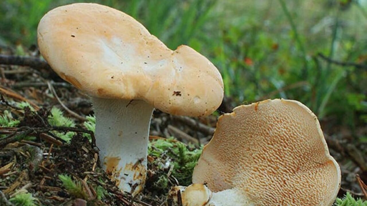 Жёлтый ежовик (Hydnum repandum) — гриб с характ...