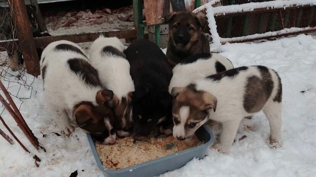 Житель Нижнекамска, приехав на свой дачный учас...