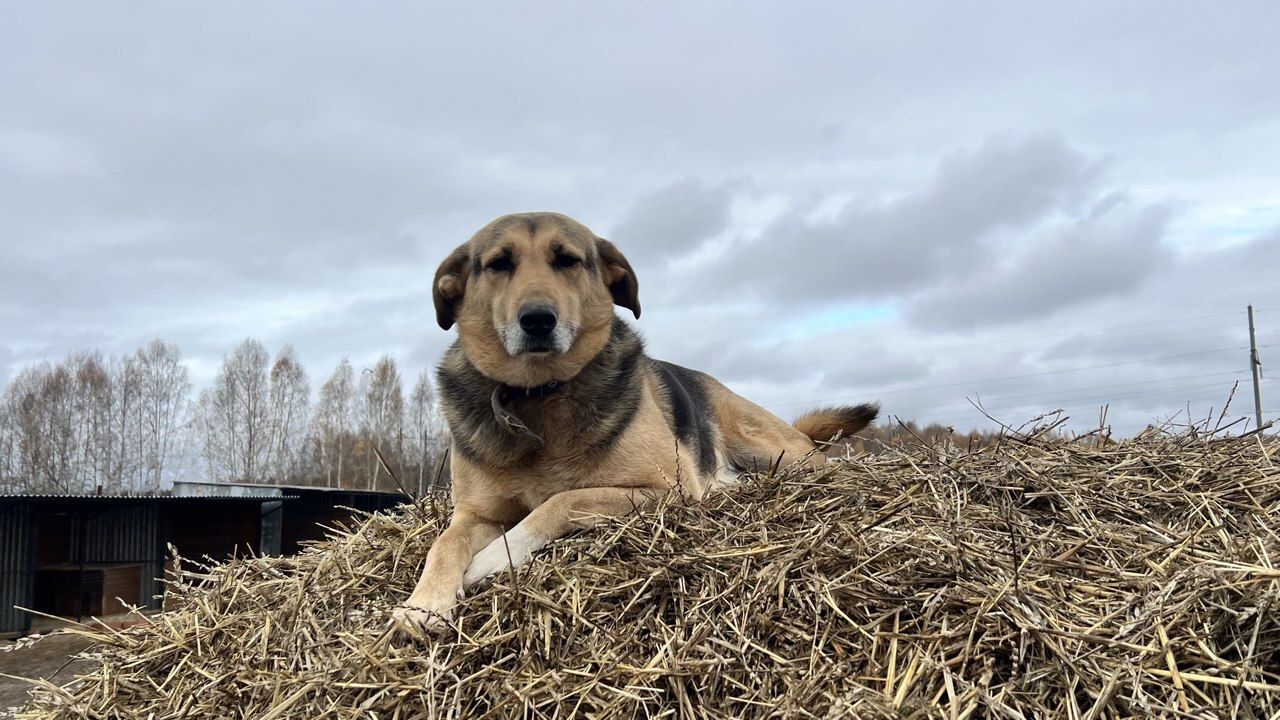 В Татарстане из-за нападения стаи собак на девочку задержали чиновника В Зеленодольском районе задержали депутата сове...