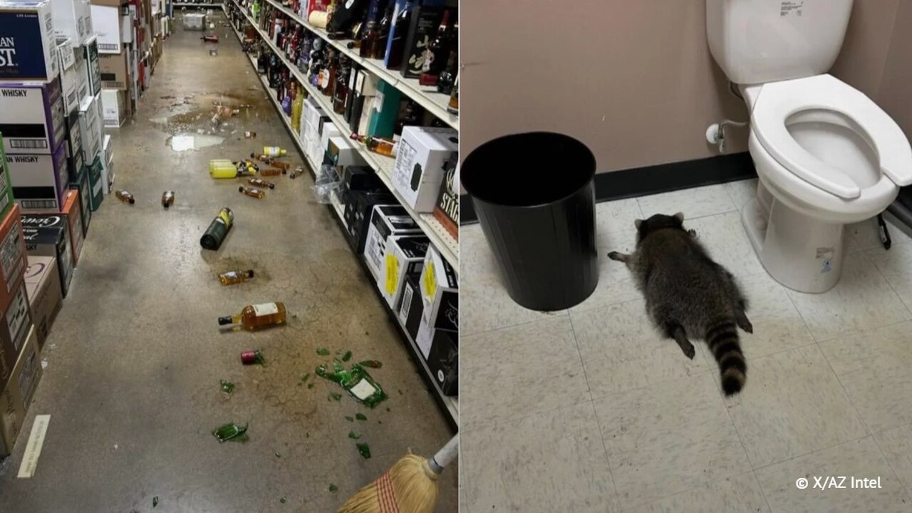 Енот в США напился в магазине алкомаркете и уснул в туалете В одном из алкомаркетов Вирджинии енот оказался...
