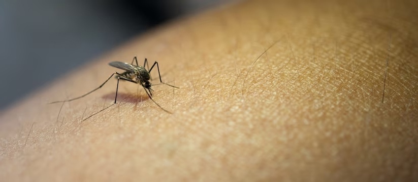 В июне в Казани ожидается нашествие комаров 
