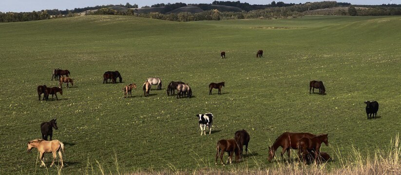 В Татарстане ввели временный запрет на ввоз пар...