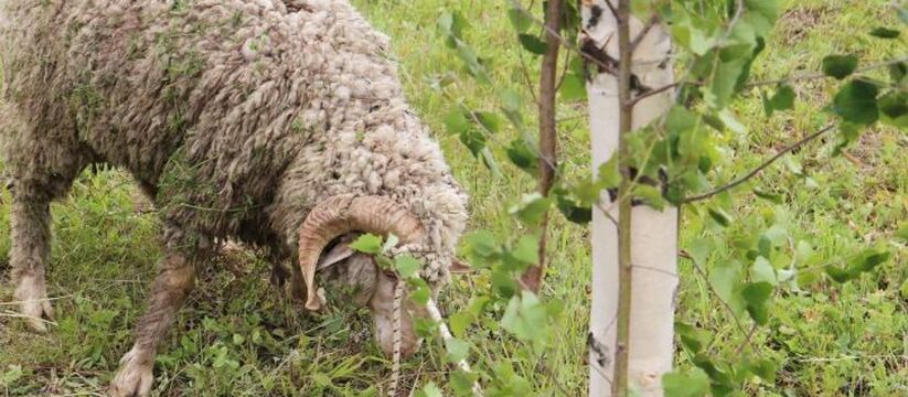На Сабантуе в Зеленодольском районе призовой барашек убежал в лес