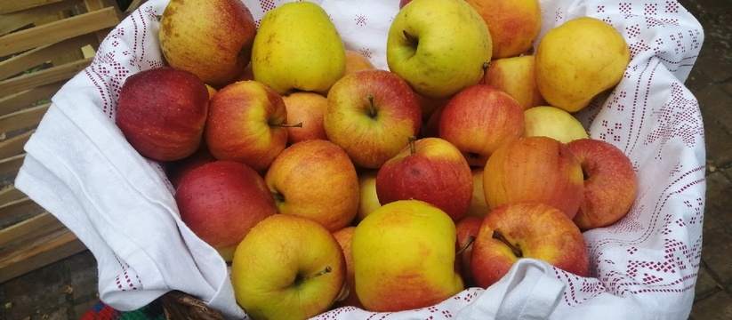 В рамках электронного конкурса муниципальное предприятие"Департамент продовольствия и социального питания г. Казани" объявило о возможности участвовать в торгах на поставку свежих яблок весовых.