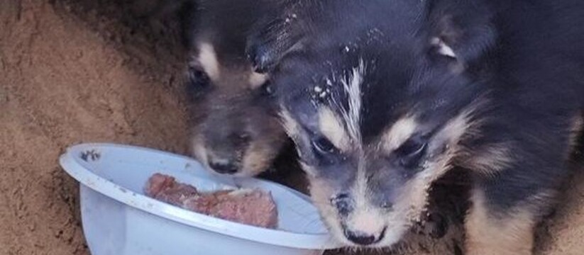 Трогательная история спасения щенков в Казани В Казани произошёл случай, который вызвал откли...