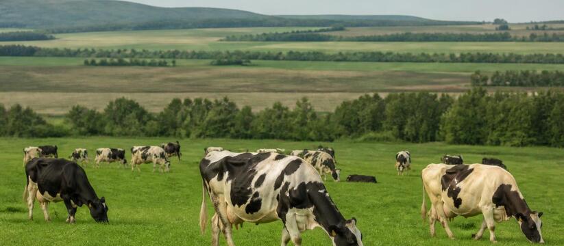 В Татарстане увеличилось производство молока и мяса Татарстанские аграрии за семь месяцев произвели...