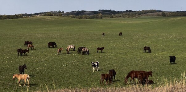В Татарстане пресекли незаконный ввоз скота из ...