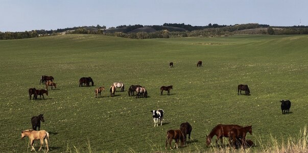 В Татарстане закрыли въезд скоту из-за пастерел...