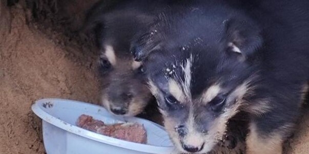 Трогательная история спасения щенков в Казани