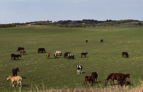 В Татарстане пресекли незаконный ввоз скота из ...