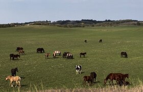 В Татарстане закрыли въезд скоту из-за пастерел...
