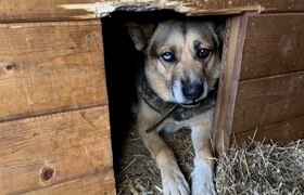 В Казани выделят 40 млн на содержание пойманных...