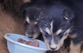 Трогательная история спасения щенков в Казани