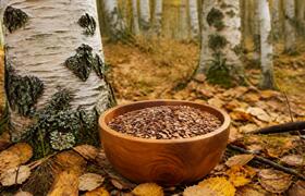 Лесоводы РТ начали сбор семян березы повислой в...